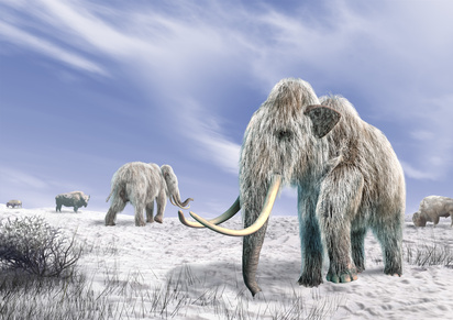 Mammut